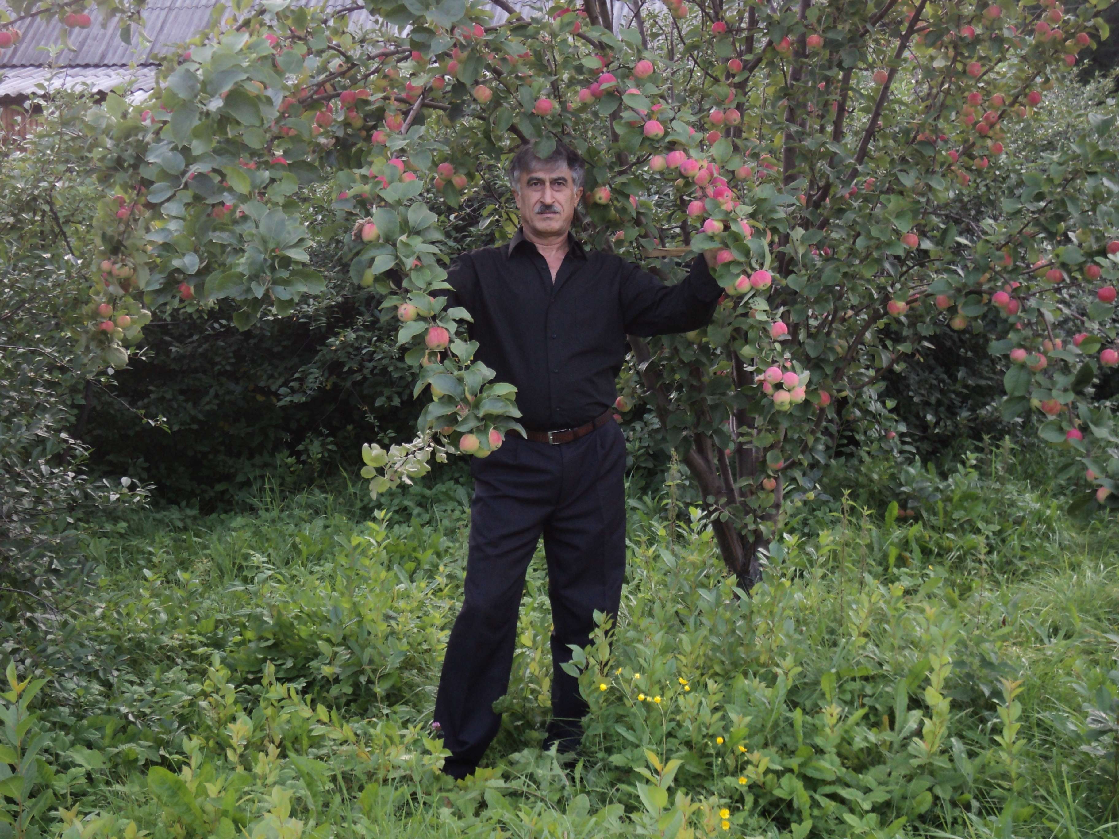 Махсум Алиев
