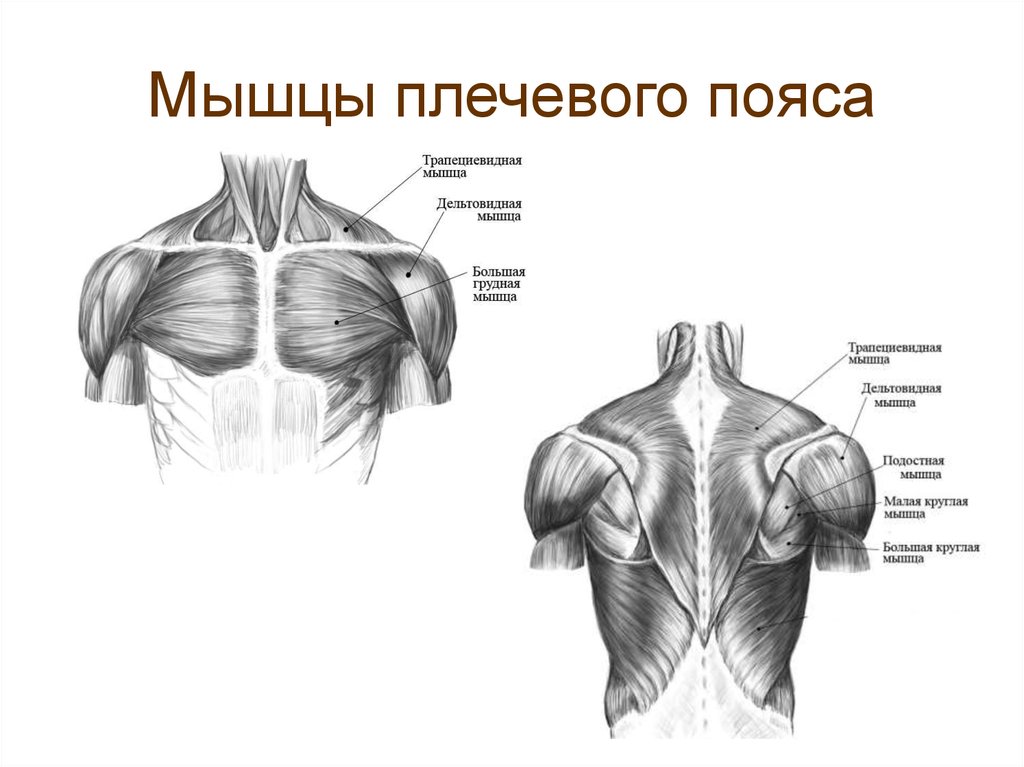 Виды плечей. Мышечное строение плечевого пояса. Анатомия верхнего плечевого пояса человека. Строение мышц верхнего плечевого пояса. Мышцы плеча и плечевого пояса вид сбоку.