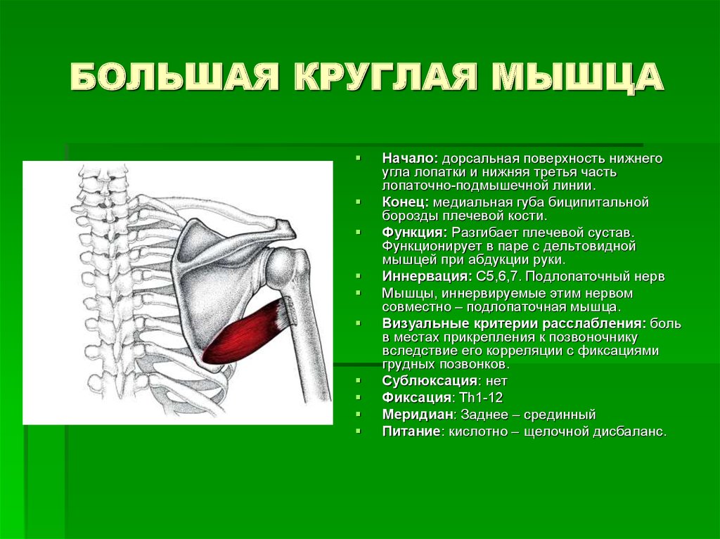 Малая круглая мышца картинка